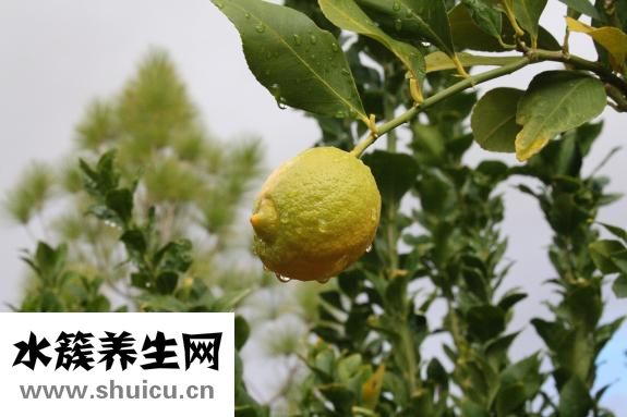 英國(guó)炸魚怎么做