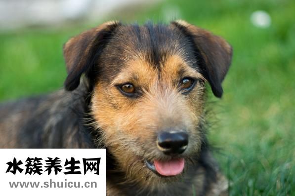 狗狗耳雜感染怎么辦