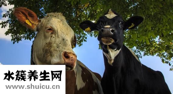 怎么用牛肉陷做肉餅