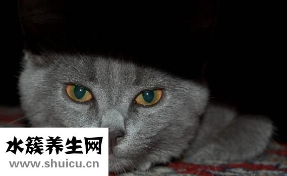 白狗毛發黃怎么洗白