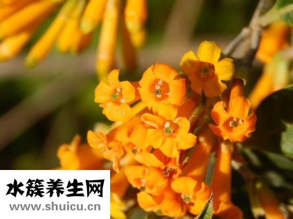 臉部倆邊腫脹怎么辦