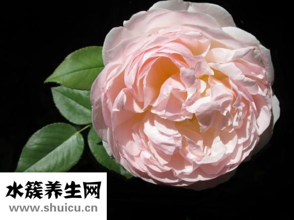 汪氏蜂四寶膏怎么吃