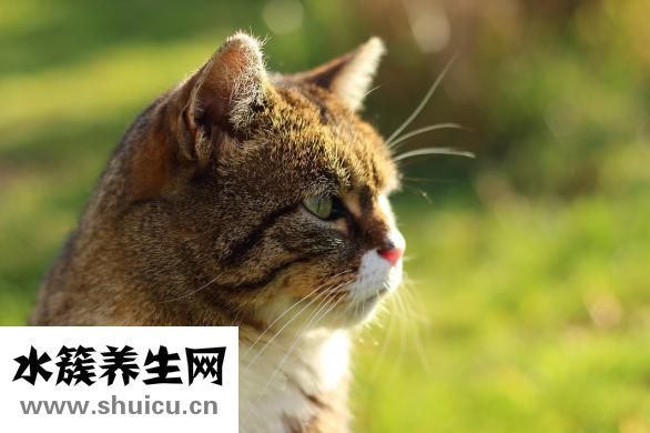 狗狗身上脫毛怎么辦