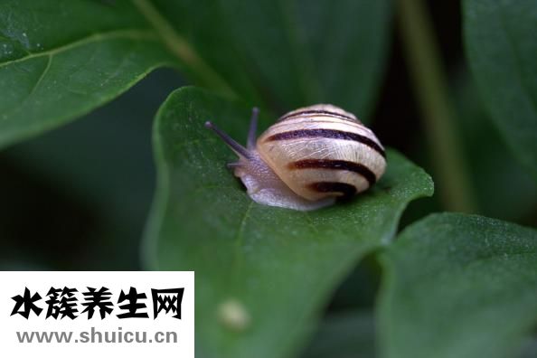 牛角瓜怎么吃法