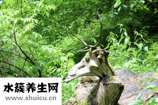 整根鮮鹿茸怎么加工