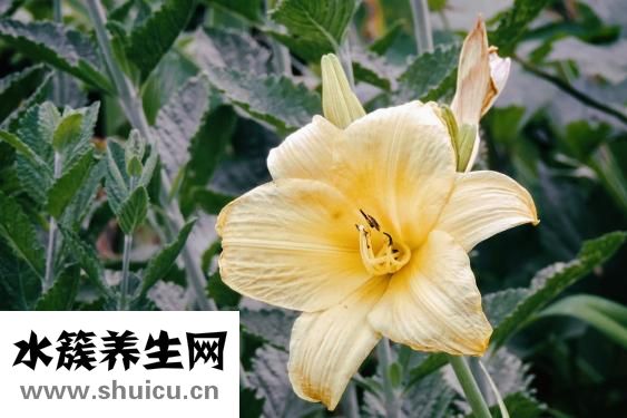 毛豆芋艿怎么燒