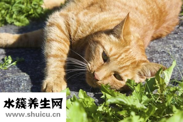 寵物店該怎么選址