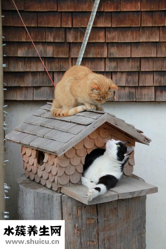 寵物店該怎么選址