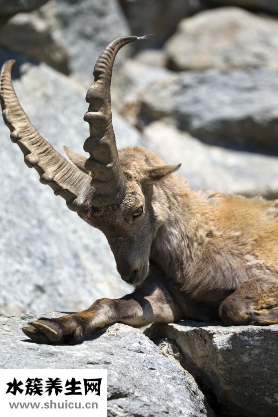 牛角瓜怎么吃法