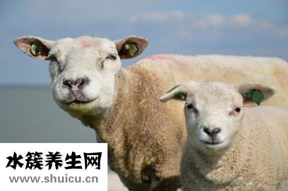 懷孕母羊脫肛怎么辦