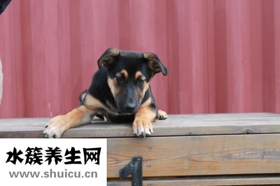 怎么讓狗沒有包蟲