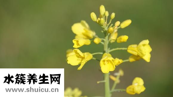 油鍋燃了怎么洗