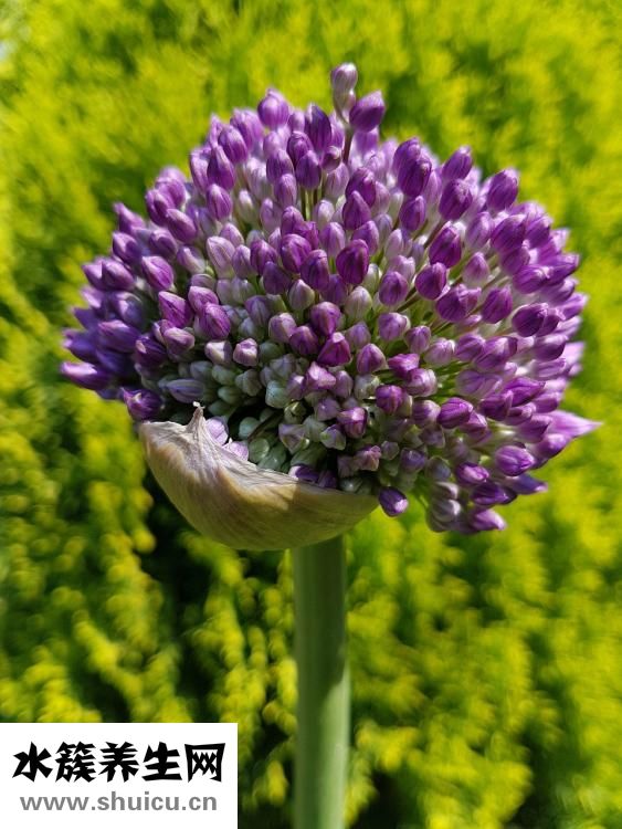 大蒜出牙怎么辦