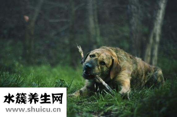 狗狗耳雜感染怎么辦