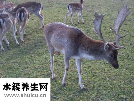 整根鮮鹿茸怎么加工