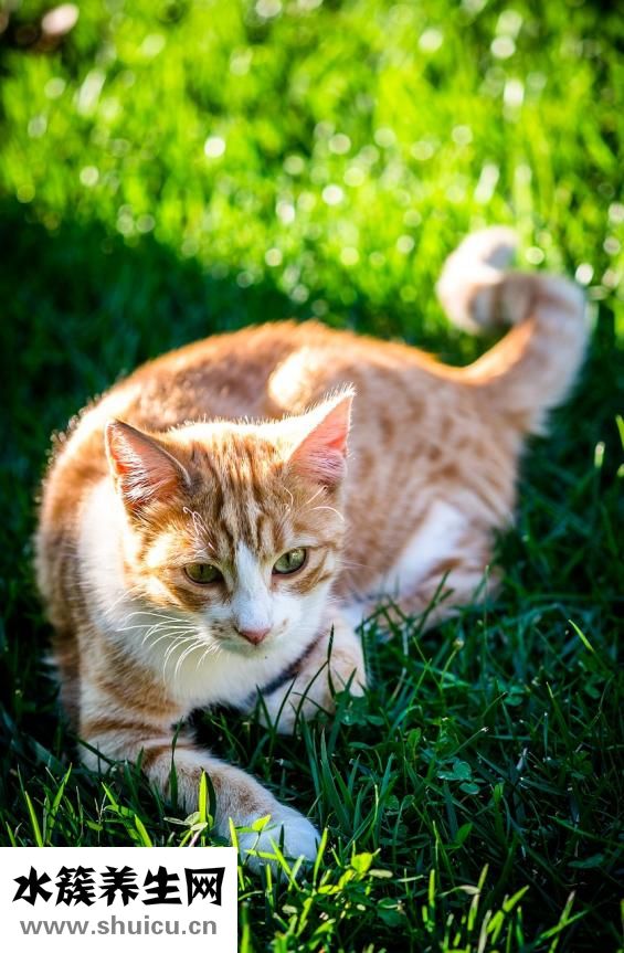 怎么讓寵物變臟