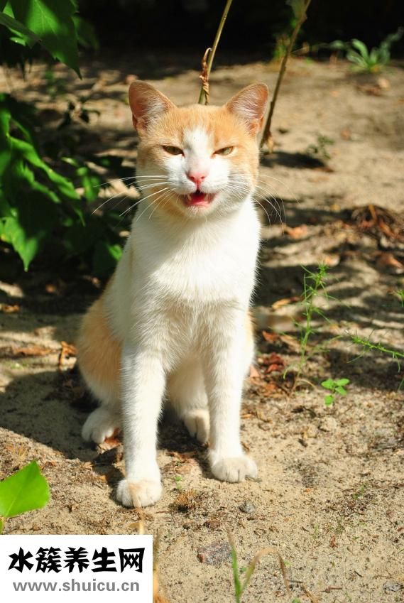 狗吃了石頭怎么辦