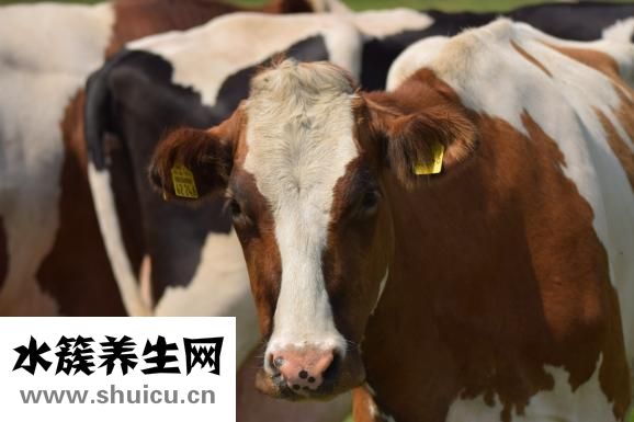 怎么用牛肉陷做肉餅