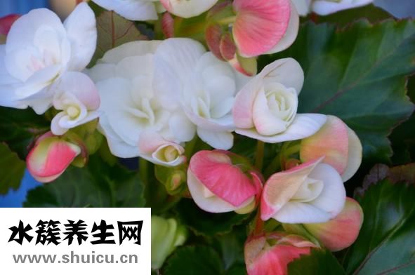 海棠果怎么泡酒