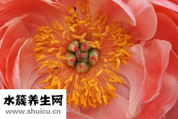 牡丹花起牙蟲怎么辦