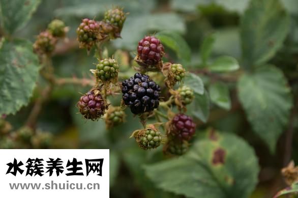 苦楝子怎么串做