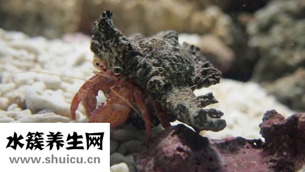 寄居蟹冬天怎么辦