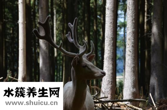 整根鮮鹿茸怎么加工