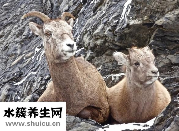 嬰兒哭鬧怎么管教