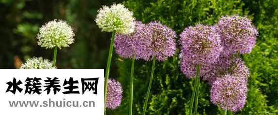 孕婦雞眼怎么根治