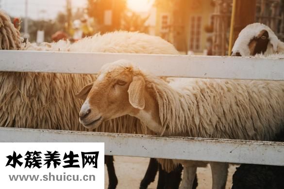 懷孕母羊脫肛怎么辦