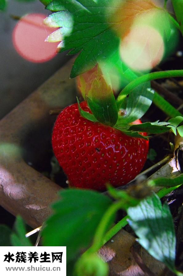 草莓怎么給寶寶吃