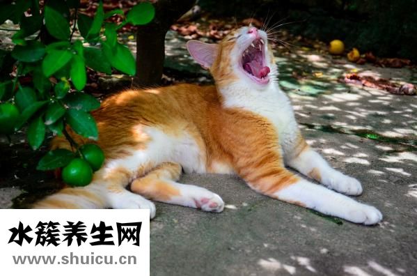 多囊應(yīng)該怎么確診