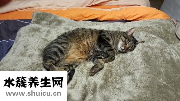 狗狗身上脫毛怎么辦