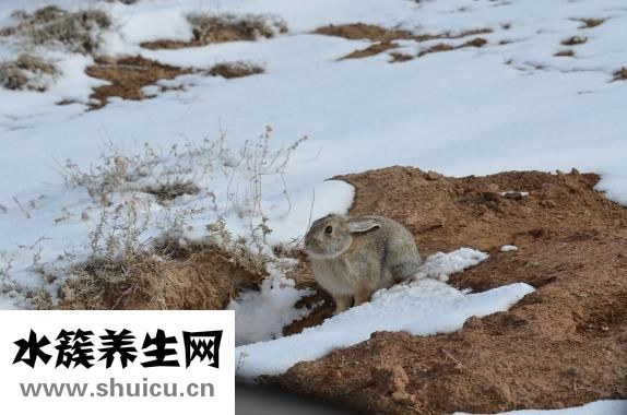 夾兔怎么避免老鼠