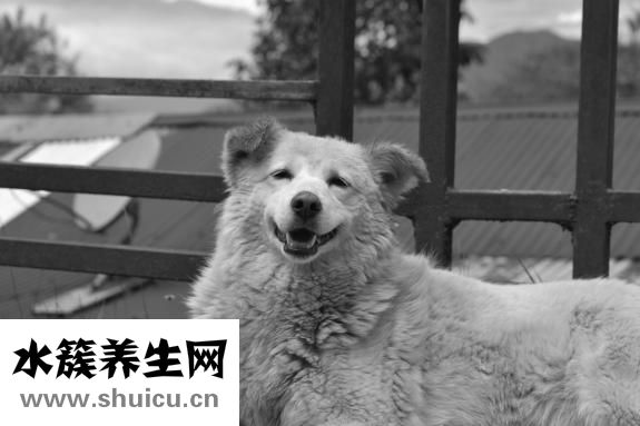 怎么讓寵物變臟