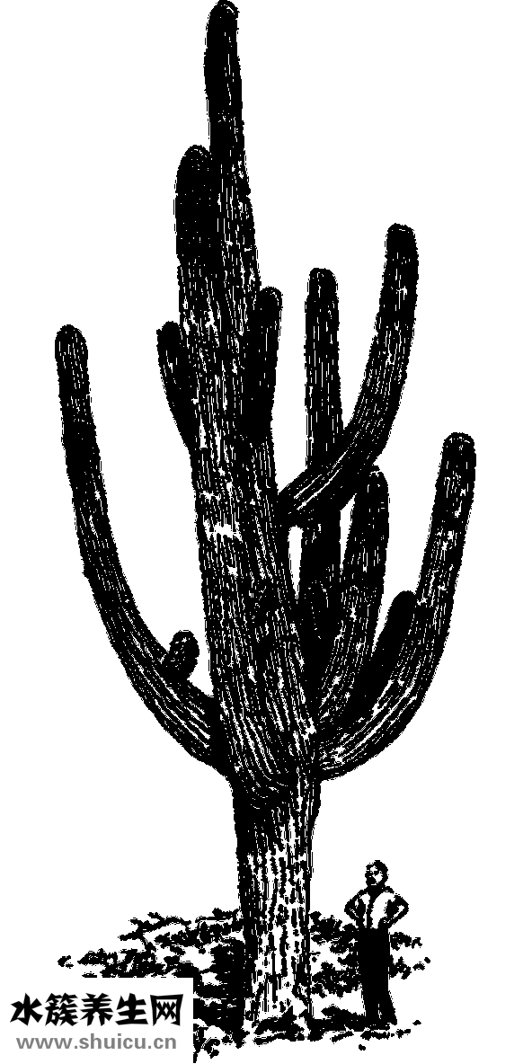 墻上粘勾怎么用