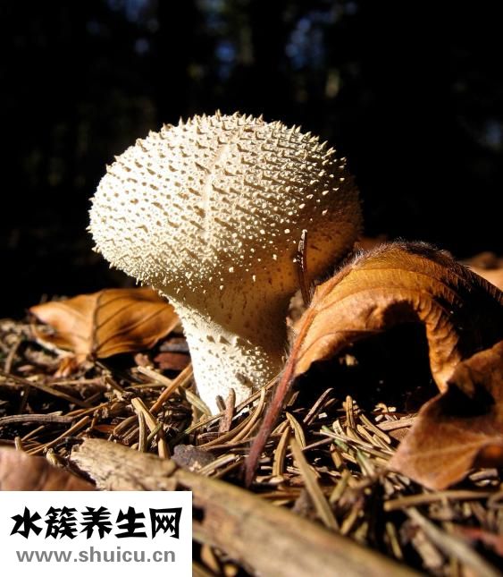 蘑菇過敏怎么辦