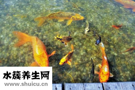 怎么能養(yǎng)好草金魚