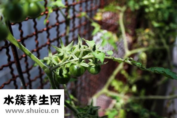 醒膚水怎么使用