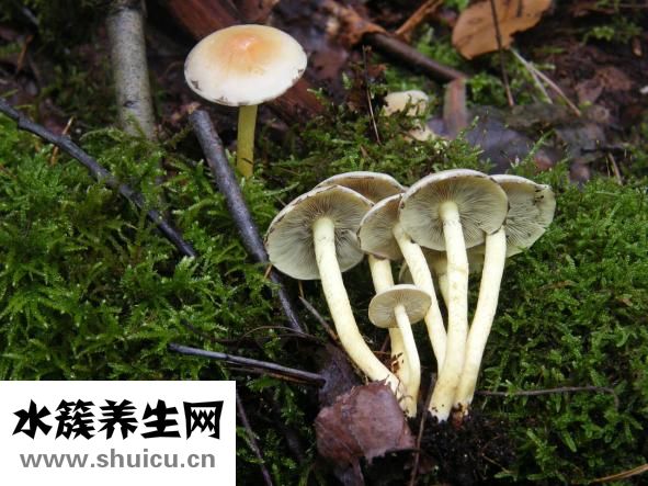 蘑菇過敏怎么辦