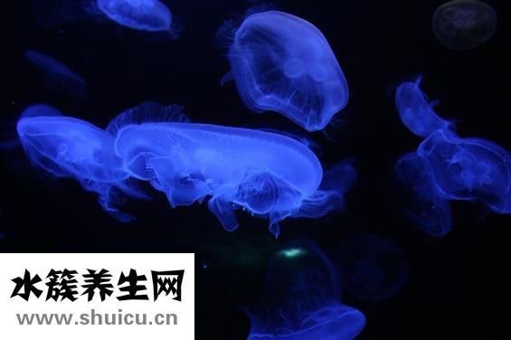 海洋生物球怎么養大