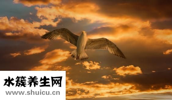 打架怎么掐脖子