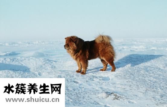 怎么給松獅驅(qū)螨蟲