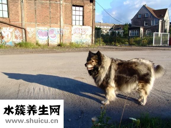 怎么給松獅驅(qū)螨蟲