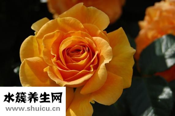 橙子怎么做精油