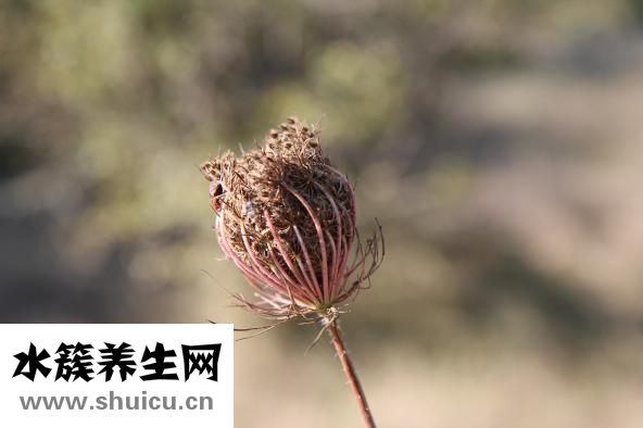 臭干子的湯汁怎么做