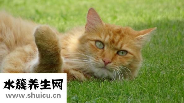 表皮毛痣怎么治療