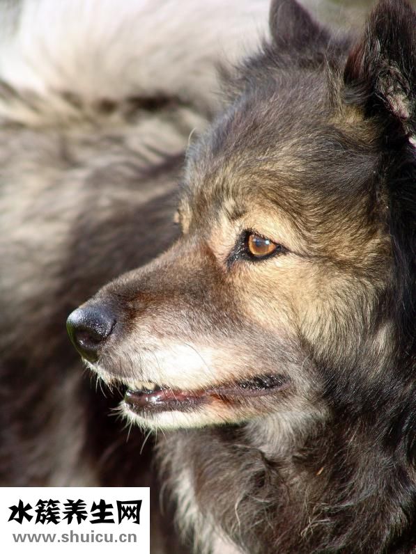 怎么給松獅驅(qū)螨蟲