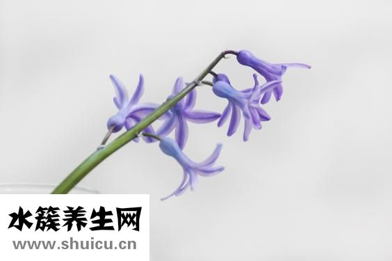 胸部按摩怎么做