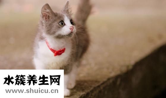 貓舔過的碗怎么消毒